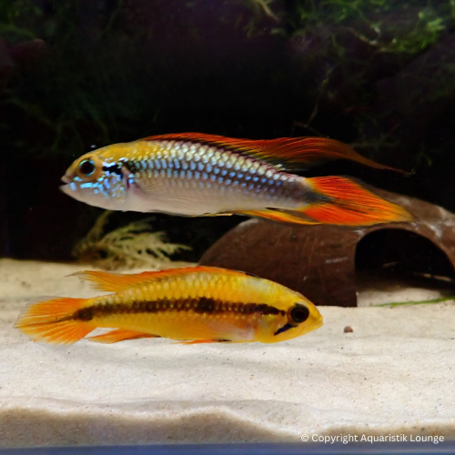 Zuchtpaar: Apistogramma agassizii red fire / Zwergbuntbarsch Red Fire