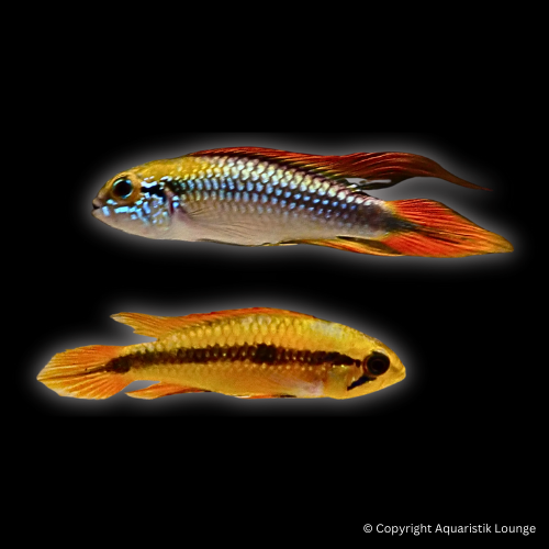Zuchtpaar: Apistogramma agassizii red fire / Zwergbuntbarsch Red Fire