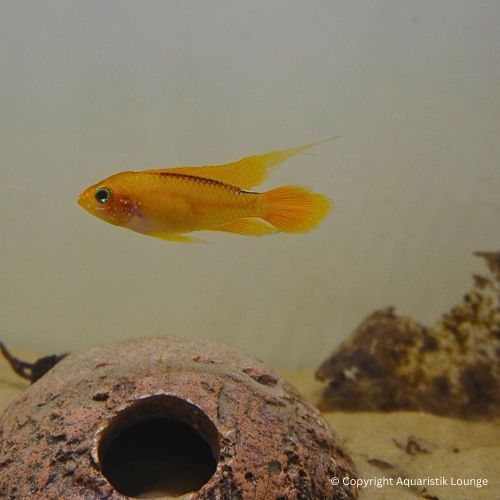 Zuchtpaar: Apistogramma agassizii fire red / Zwergbuntbarsch Fire Red