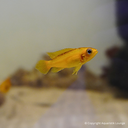 Zuchtpaar: Apistogramma agassizii fire red / Zwergbuntbarsch Fire Red
