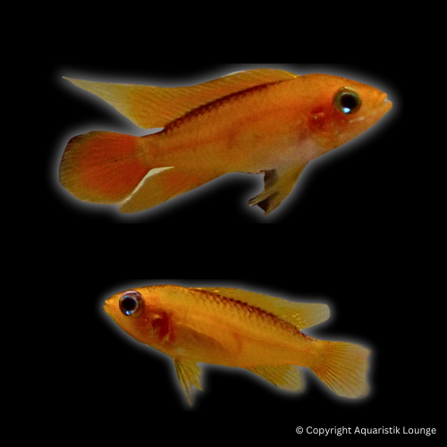 Zuchtpaar: Apistogramma agassizii fire red / Zwergbuntbarsch Fire Red