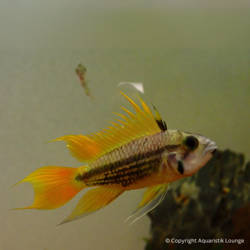 Zuchtpaar: Apistogramma cacatouidis orange / Kakadu Zwergbuntbarsch Orange