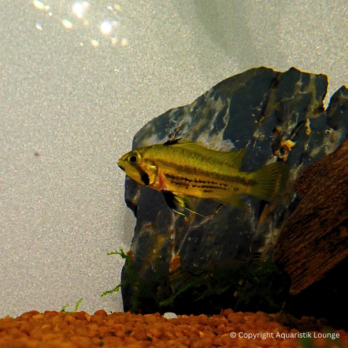 Zuchtpaar: Apistogramma cacatouidis orange / Kakadu Zwergbuntbarsch Orange