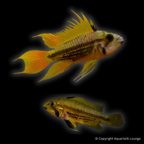 Zuchtpaar: Apistogramma cacatouidis orange / Kakadu Zwergbuntbarsch Orange