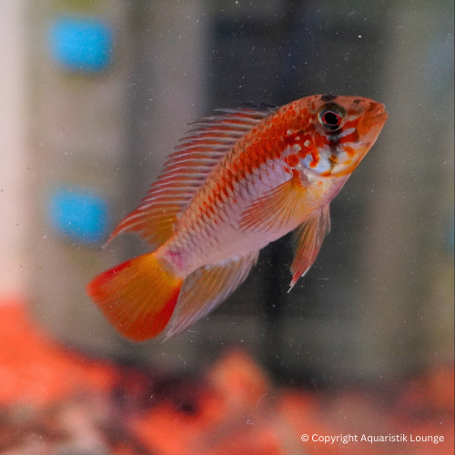 Zuchtpaar: Apistogramma macmasteri / Villavicencio Zwergbuntbarsch