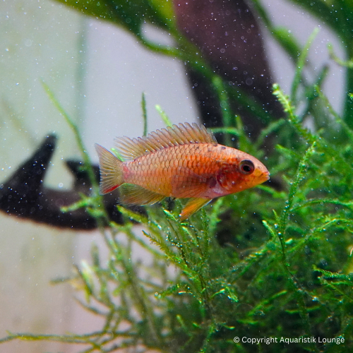 Zuchtpaar: Apistogramma macmasteri / Villavicencio Zwergbuntbarsch