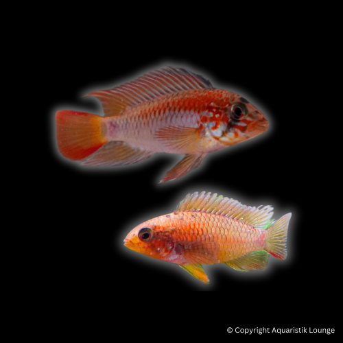 Zuchtpaar: Apistogramma macmasteri / Villavicencio Zwergbuntbarsch