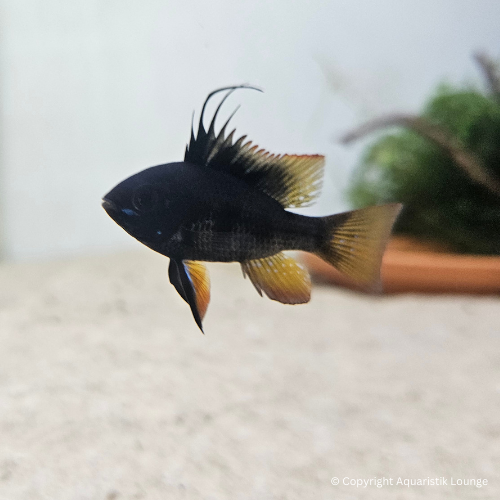 Zuchtpaar: Mikrogeophagus ramirezi black devil / Schmetterlingsbuntbarsch `black devil´