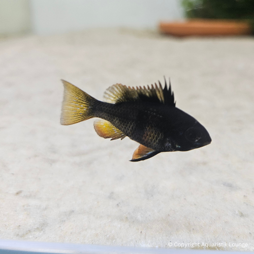 Zuchtpaar: Mikrogeophagus ramirezi black devil / Schmetterlingsbuntbarsch `black devil´