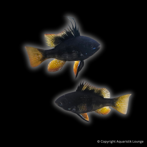 Zuchtpaar: Mikrogeophagus ramirezi black devil / Schmetterlingsbuntbarsch `black devil´