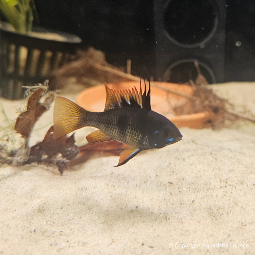 Zuchtpaar: Mikrogeophagus ramirezi black devil / Schmetterlingsbuntbarsch `black devil´