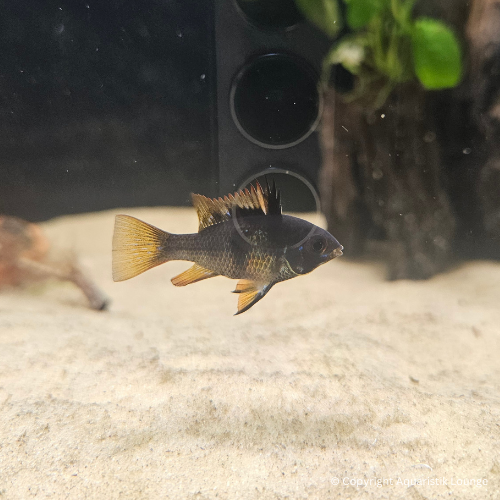 Zuchtpaar: Mikrogeophagus ramirezi black devil / Schmetterlingsbuntbarsch `black devil´