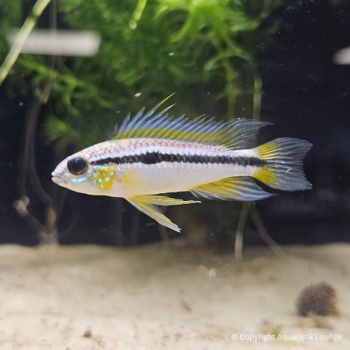 Zuchtpaar: Apistogramma bitaeniata / Zweistreifen Zwergbuntbarsch