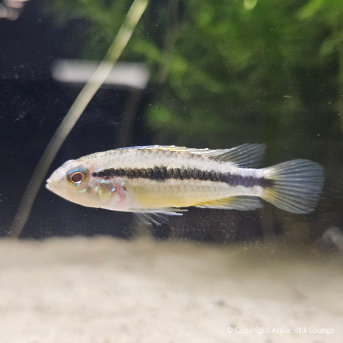 Zuchtpaar: Apistogramma bitaeniata / Zweistreifen Zwergbuntbarsch
