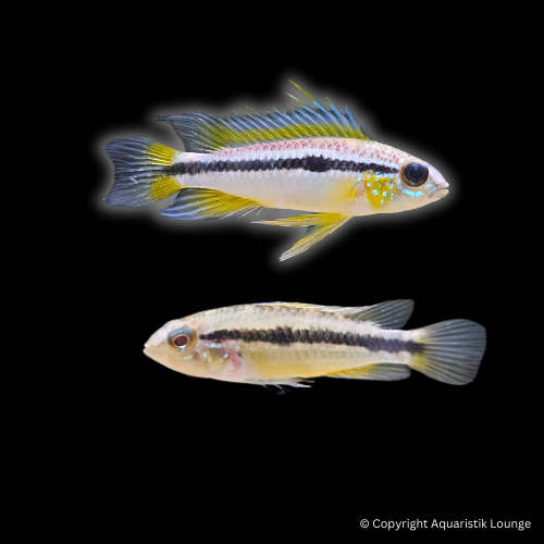 Zuchtpaar: Apistogramma bitaeniata / Zweistreifen Zwergbuntbarsch