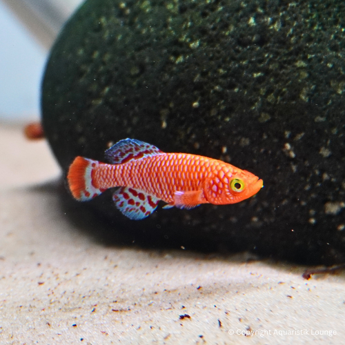 Nothobranchius rachovii / Prachtgrundkärpfling