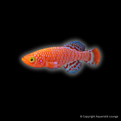 Nothobranchius rachovii / Prachtgrundkärpfling