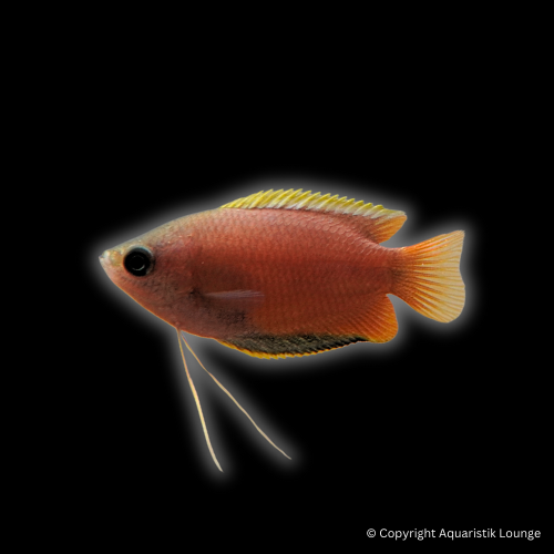 Trichogaster chuna / Honiggurami natur