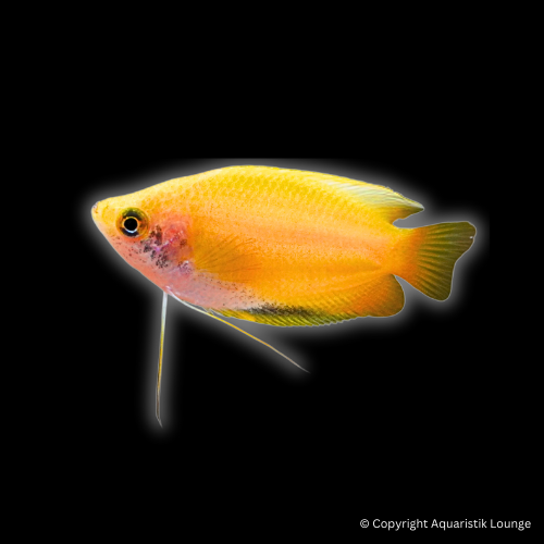 Trichogaster chuna gold / Honiggurami gold