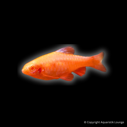 Barbus titteya albino / Bitterlingsbarbe albino fire red