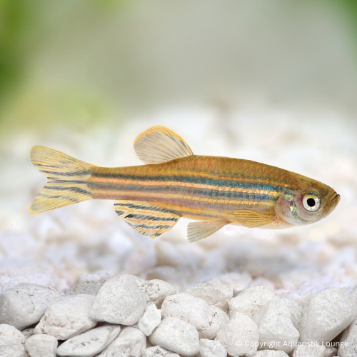 Brachydanio (Danio) rerio / Zebrabärbling