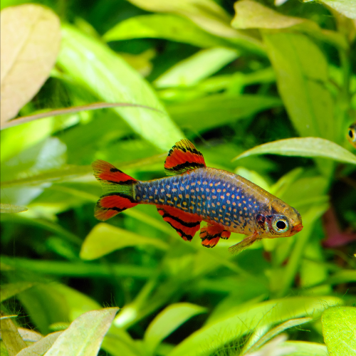 Danio margaritatus / Perlhuhnbärbling