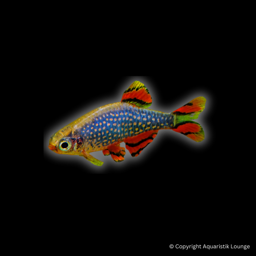 Danio margaritatus / Perlhuhnbärbling