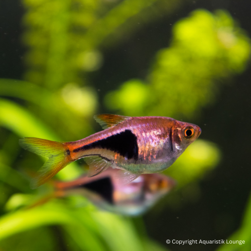 Trigonostigma heteromorpha / Keilfleckbärbling