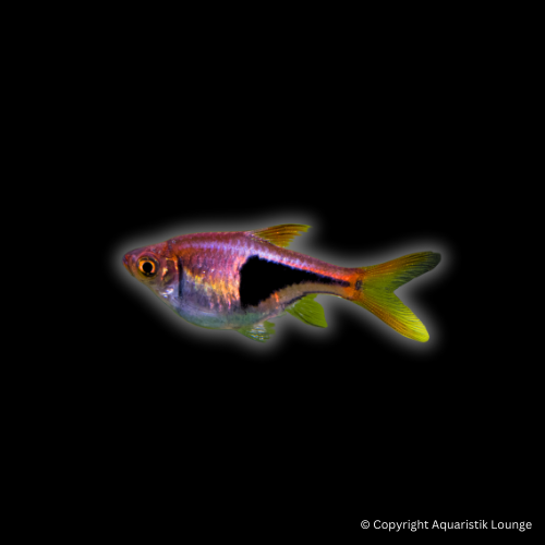Trigonostigma heteromorpha / Keilfleckbärbling