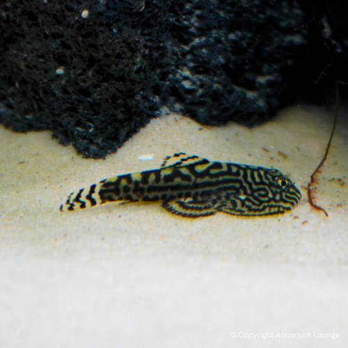 sewellia lineolata / Prachtflossensauger