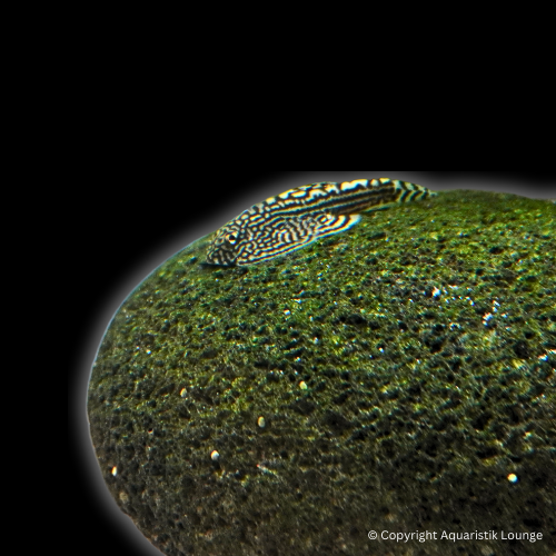 sewellia lineolata / Prachtflossensauger