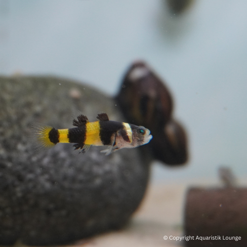 Brachygobius doriae / Goldringelgrundel