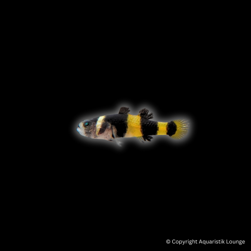 Brachygobius doriae / Goldringelgrundel