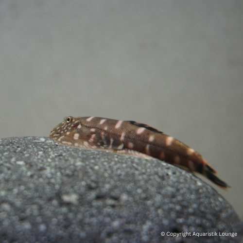 Gastromyzon ctenocephalus / Borneo Flossensauger
