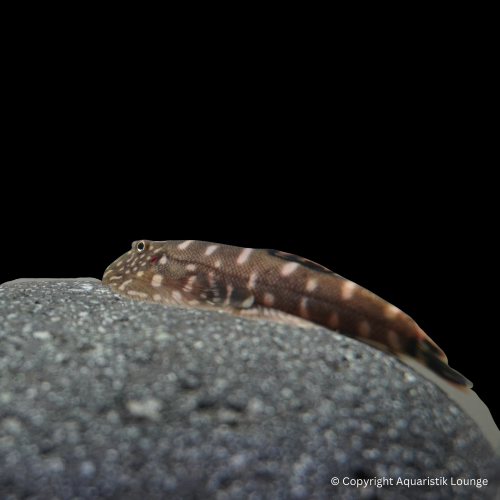 Gastromyzon ctenocephalus / Borneo Flossensauger