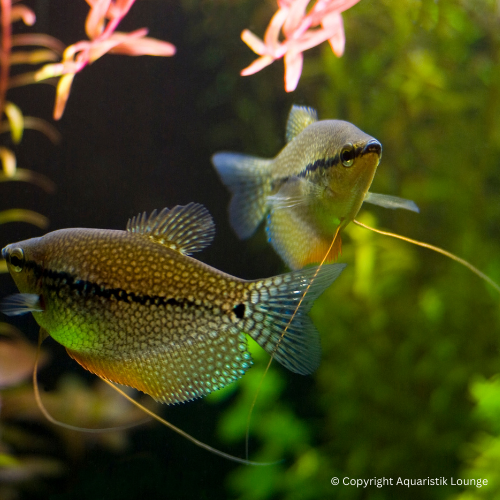 Trichopodus leerii / Mosaikfadenfisch