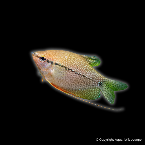 Trichopodus leerii / Mosaikfadenfisch