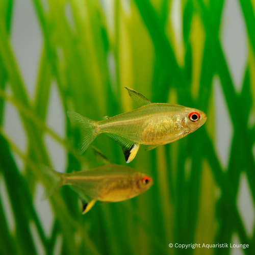 Hyphessobrycon pulchripinnis / Zitronensalmler