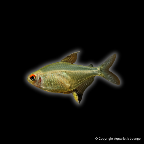 Hyphessobrycon pulchripinnis / Zitronensalmler