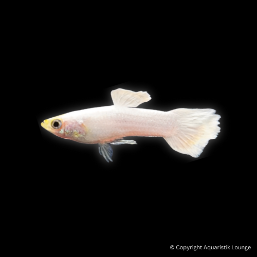 Poecilia reticulata / Guppy Roundtail Snow White male