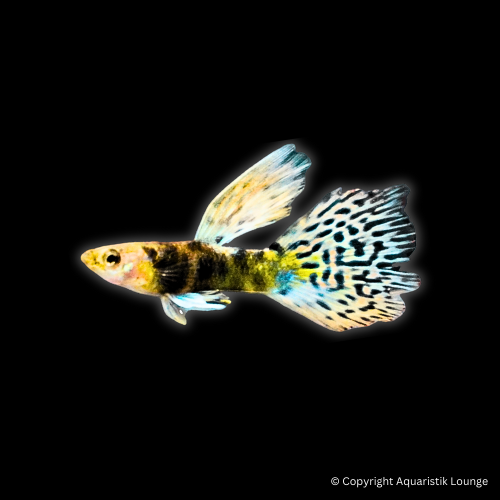 Poecilia reticulata / Guppy King Kobra Yellow