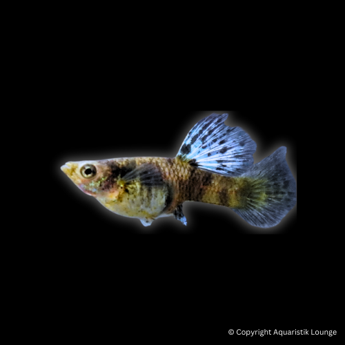 Poecilia reticulata / Guppy King Kobra Yellow