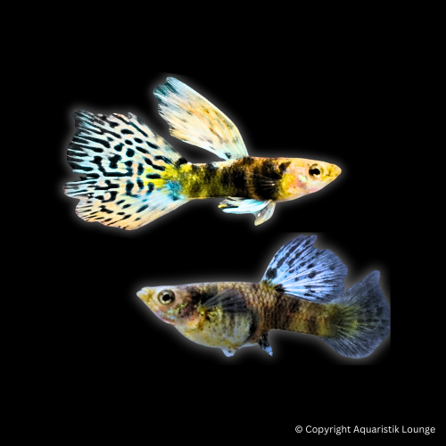 Poecilia reticulata / Guppy King Kobra Yellow