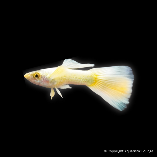 Poecilia reticulata / Guppy Full Gold