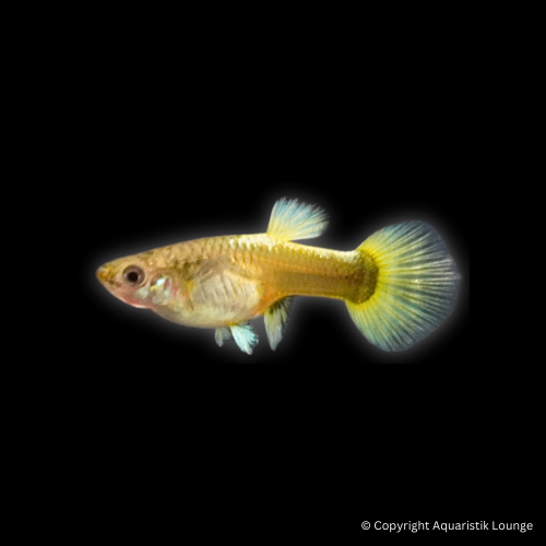 Poecilia reticulata / Guppy Full Gold