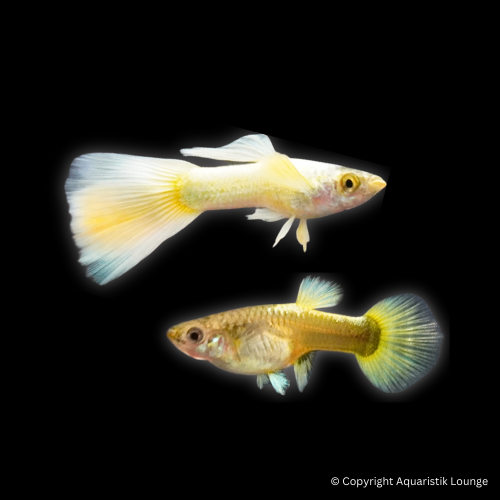 Poecilia reticulata / Guppy Full Gold