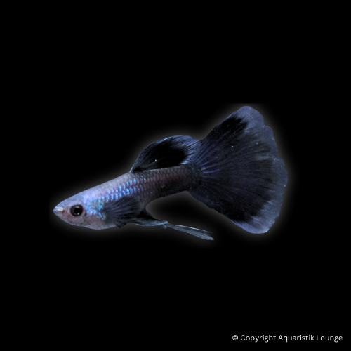 Poecilia reticulata / Guppy Moskau Blue