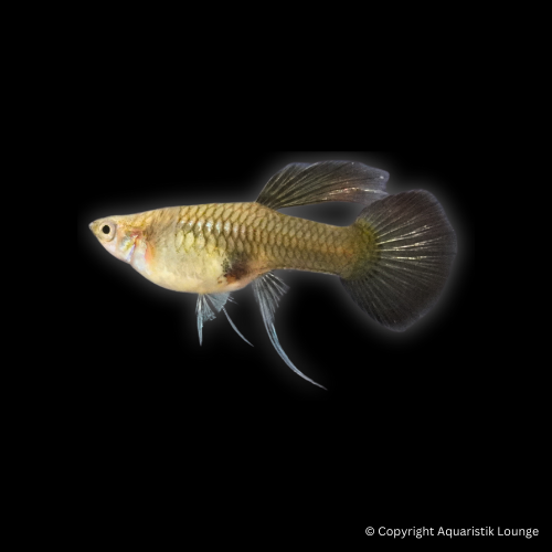 Poecilia reticulata / Guppy Moskau Blue