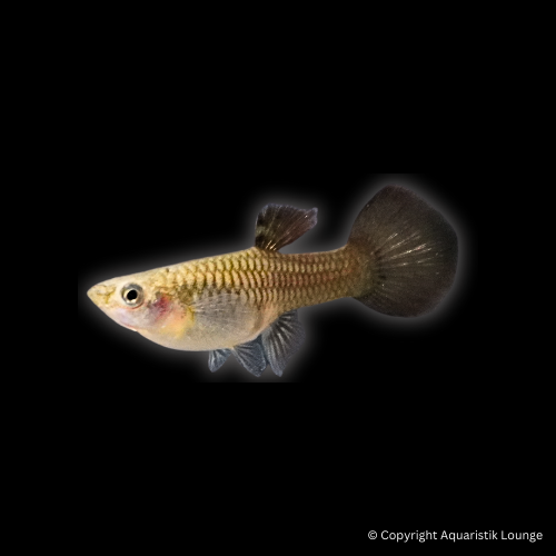 Poecilia reticulata / Guppy Moskau Blue