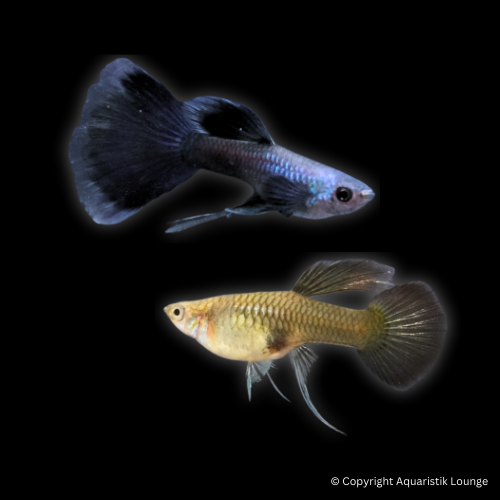Poecilia reticulata / Guppy Moskau Blue